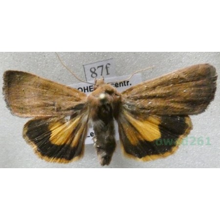 Noctua interjecta Hübner, 1803 Rolnica Czech87f